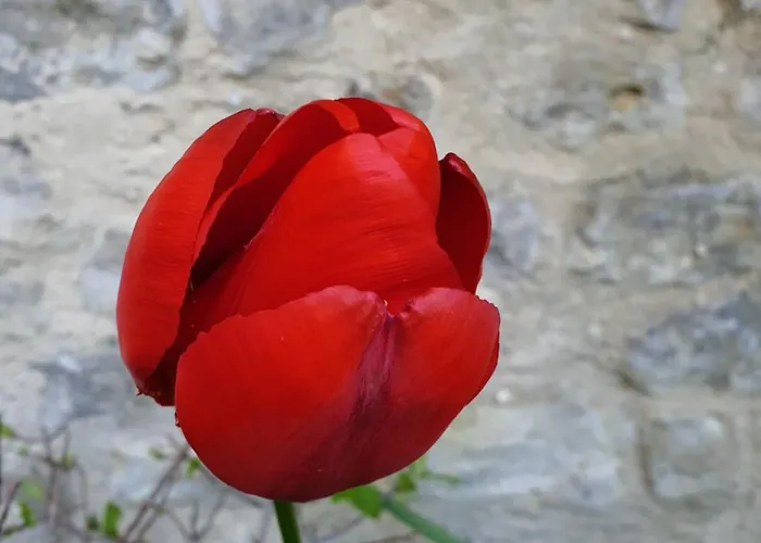 Villa Bajocasse Beautiful Charming House