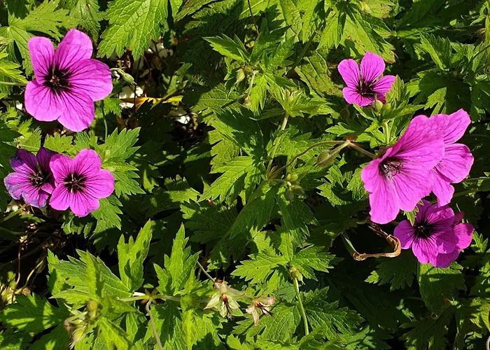 Bajocasse Beautiful Charming House * Bayeux