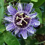 Bajocasse Beautiful Charming House Villa Bayeux