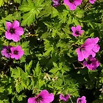 Bajocasse Beautiful Charming House * Bayeux