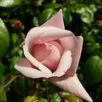 Bajocasse Beautiful Charming House * Bayeux