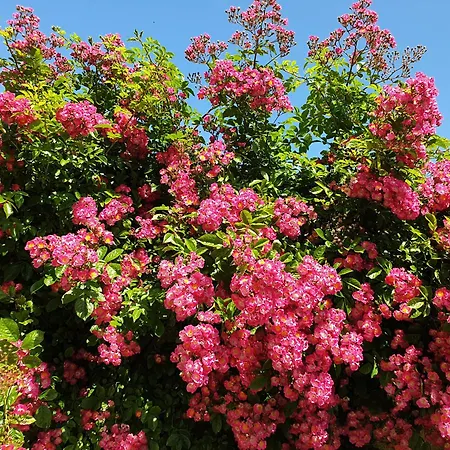 Villa Bajocasse Beautiful Charming House *