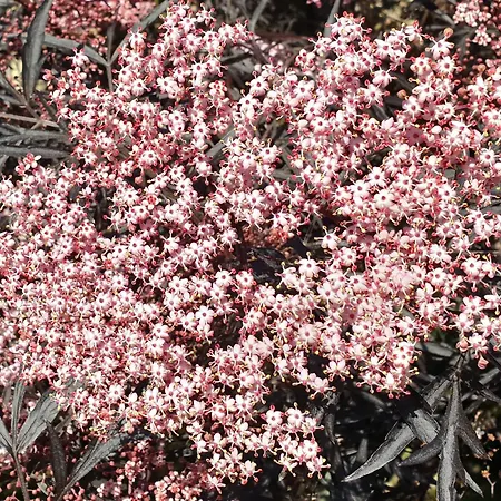 Villa Bajocasse Beautiful Charming House 别墅 *