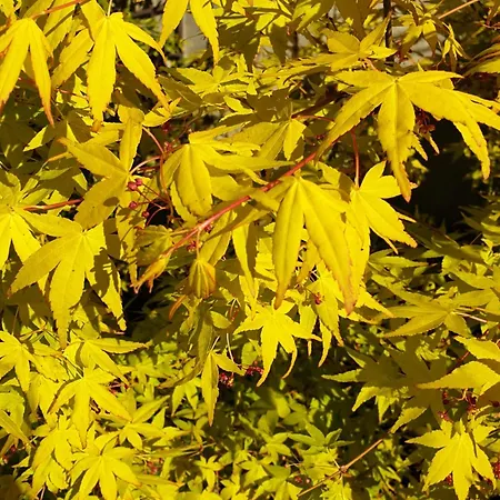 Villa Bajocasse Beautiful Charming House 别墅 *