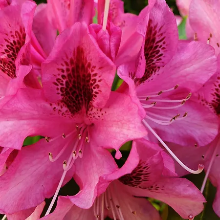 Bajocasse Beautiful Charming House Villa Bayeux