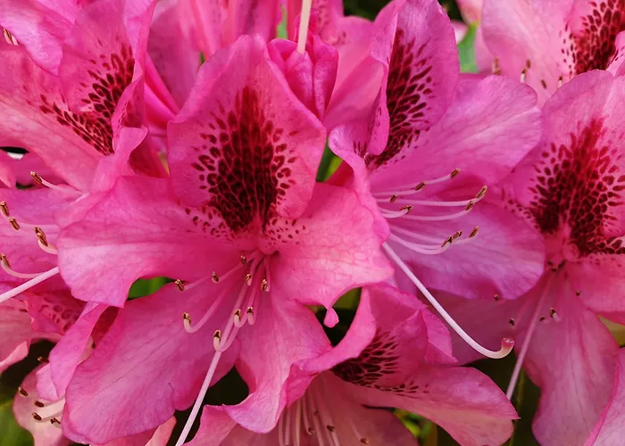 Bajocasse Beautiful Charming House Villa Bayeux