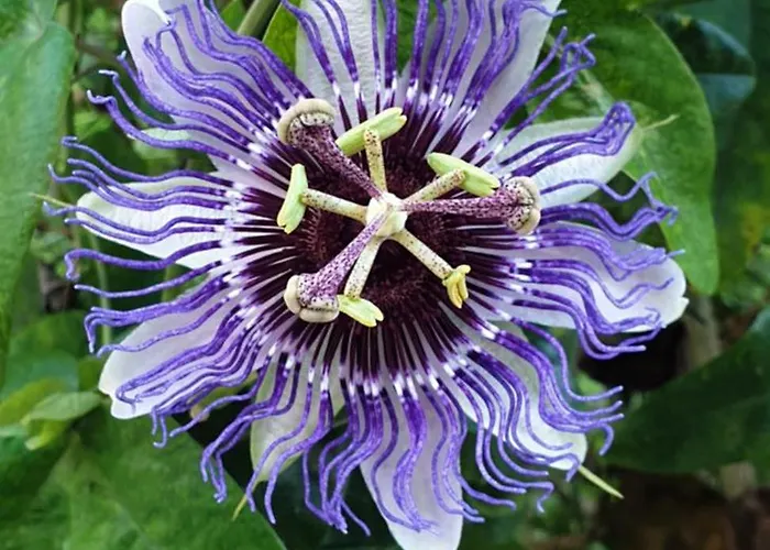 Bajocasse Beautiful Charming House Villa Bayeux